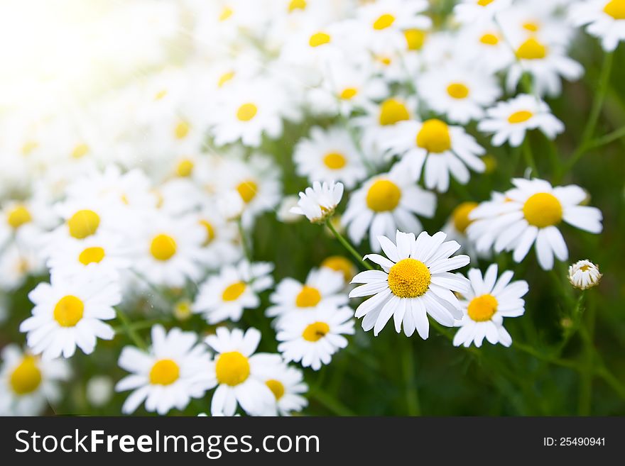 Daisies On Meadow