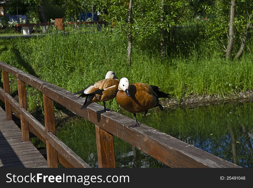 A Pair Of Ruddy Shelducks.