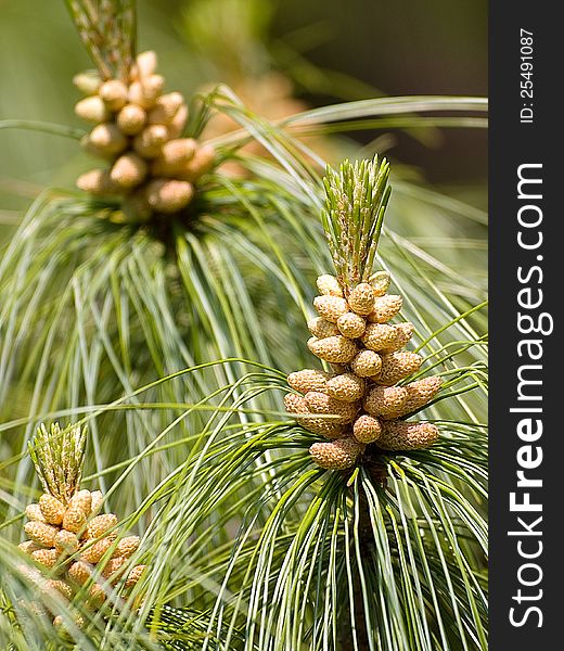 New pine cone sprout on branch