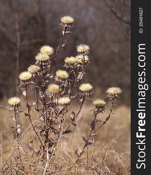 Some dry thistles seen in the spring