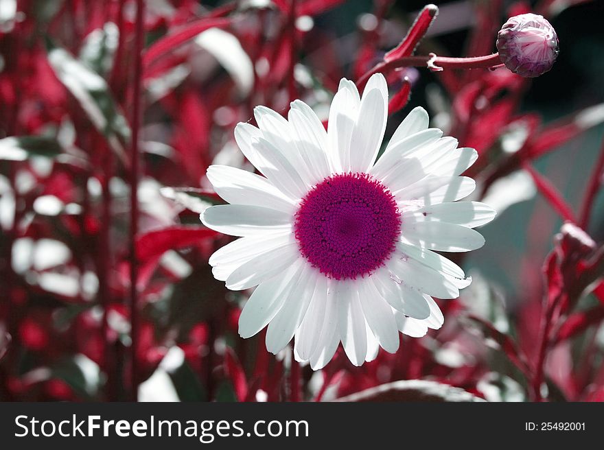 Backlit white daisy with vivid pink center against pink stems background for a 1970's retro look. Backlit white daisy with vivid pink center against pink stems background for a 1970's retro look.