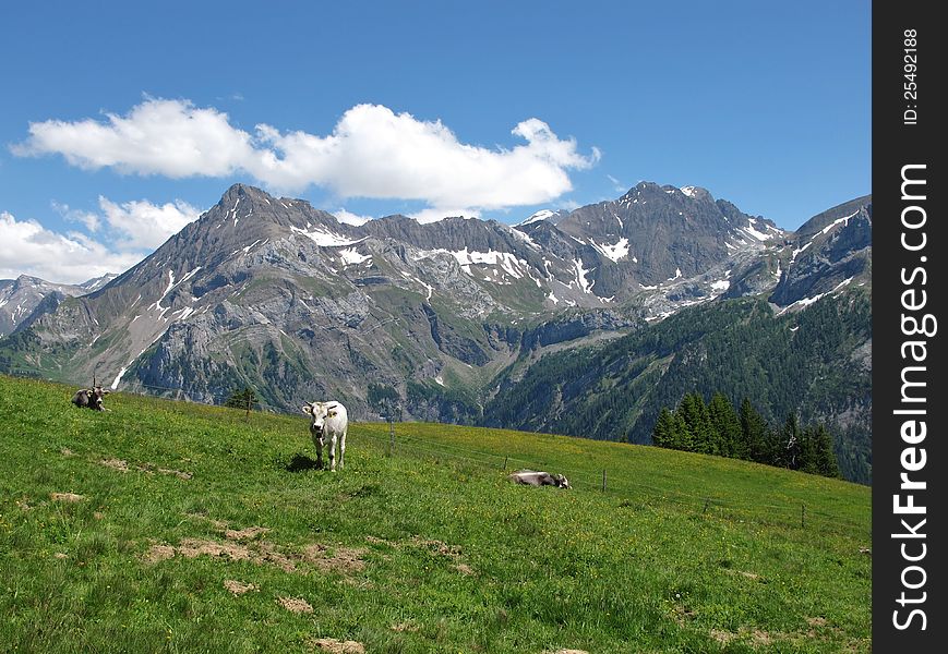Cattle and mountains in the Swiss Alps. Cattle and mountains in the Swiss Alps.
