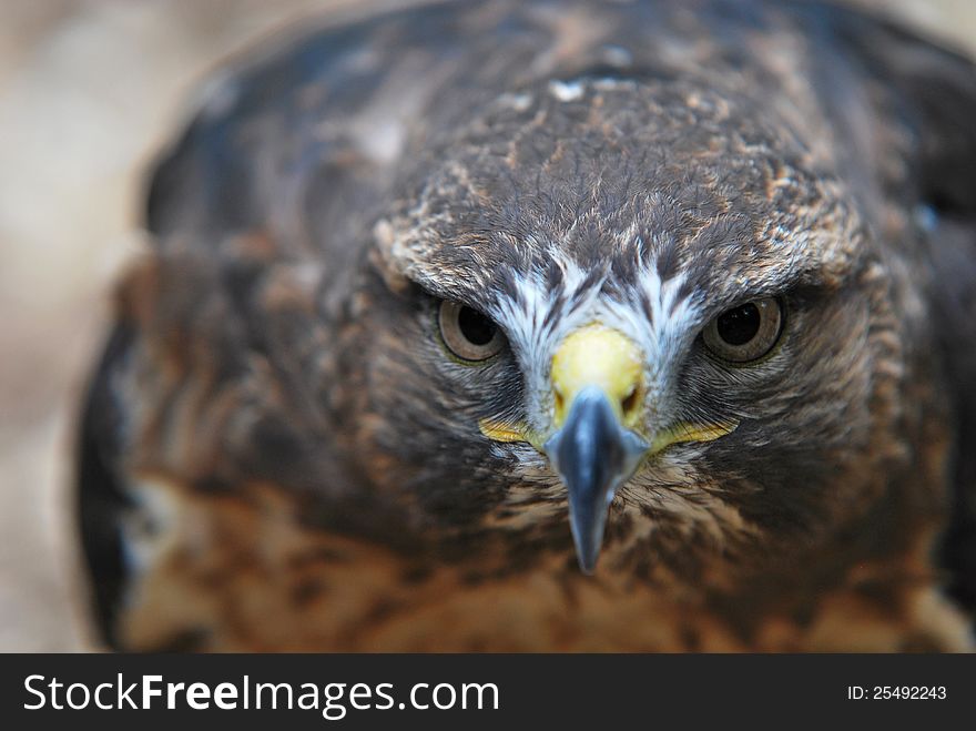 Bird of prey - common buzzard, detail of head from the front