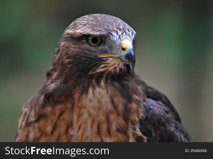 Bird of prey - common buzzard