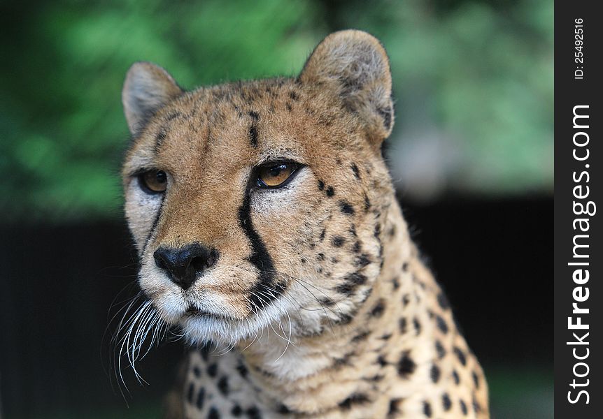 Portrait of cheetah in zoo