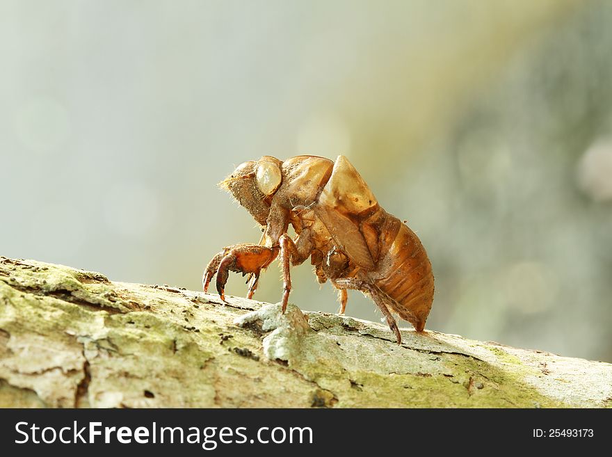 Dry cicada shell on the tree