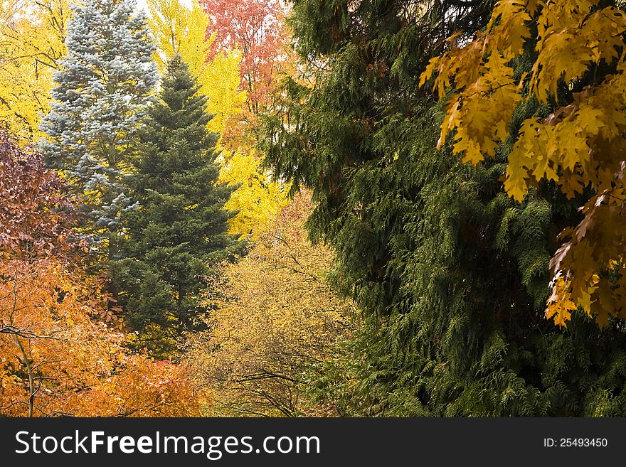 Beautiful wood in Autumn colors