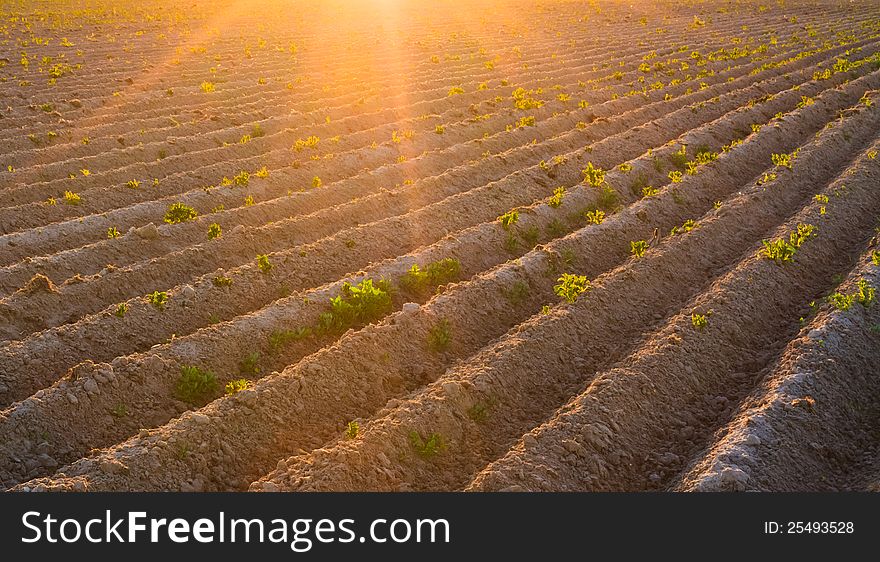 Agricultural Plants On Field With Sunlight