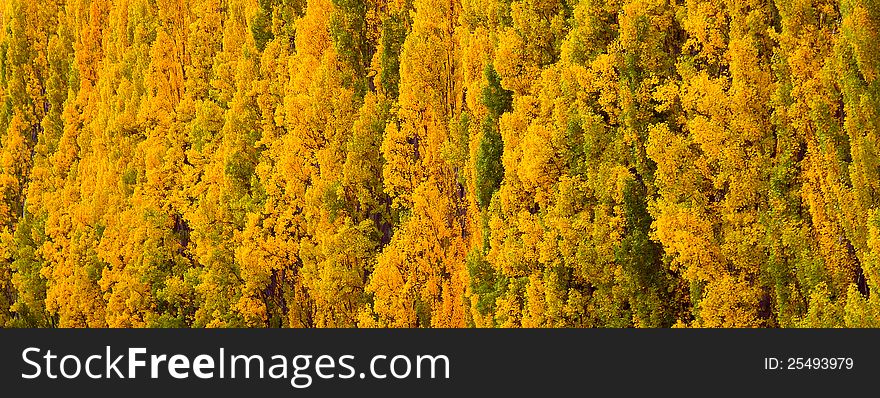 Autumn Tree2