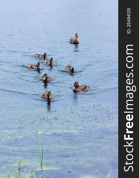 Group of mallard ducks on the lake