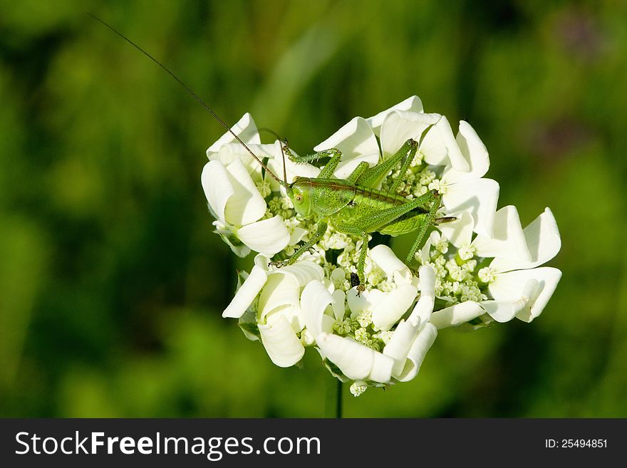 Grasshopper On White Flowers