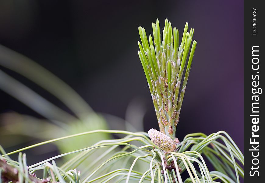 New pine cone sprout on branch