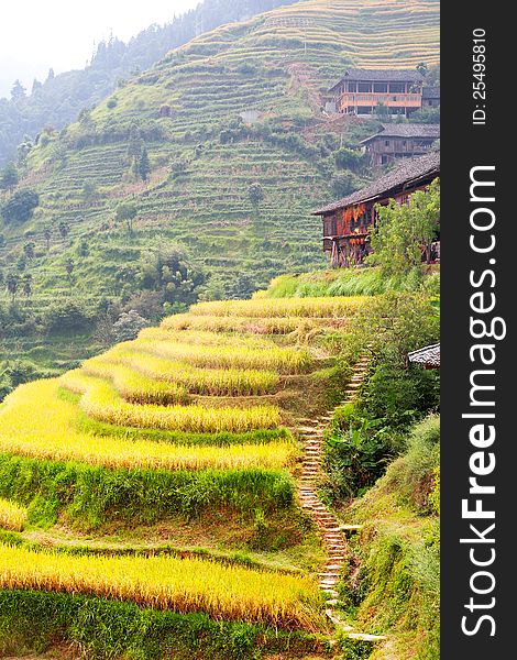 Landscape of Longsheng rice terraces,Guangxi province,China. Landscape of Longsheng rice terraces,Guangxi province,China