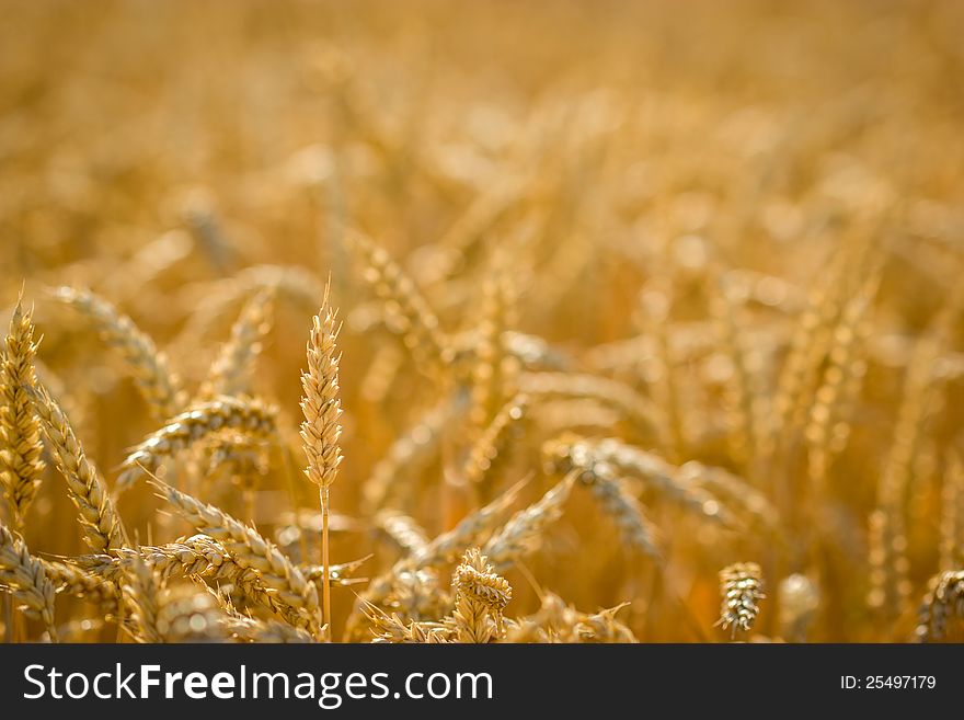 Every day harvest is getting closer and closer. Every day harvest is getting closer and closer