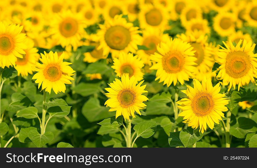 Beautiful yellow sunflowers in the fields