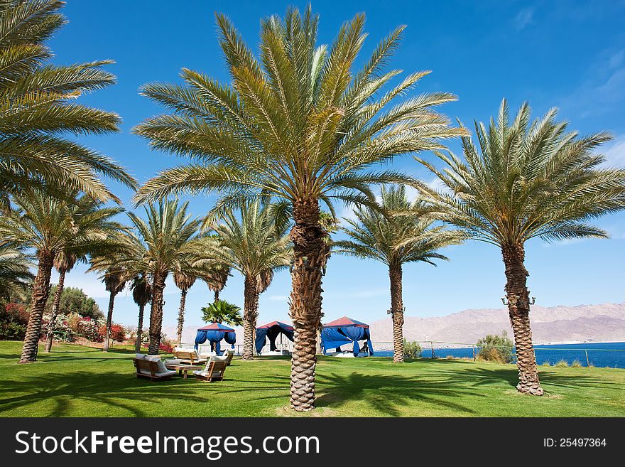 Beautiful Tropical exotic Palm trees in a tropical vacation resort. Beautiful Tropical exotic Palm trees in a tropical vacation resort