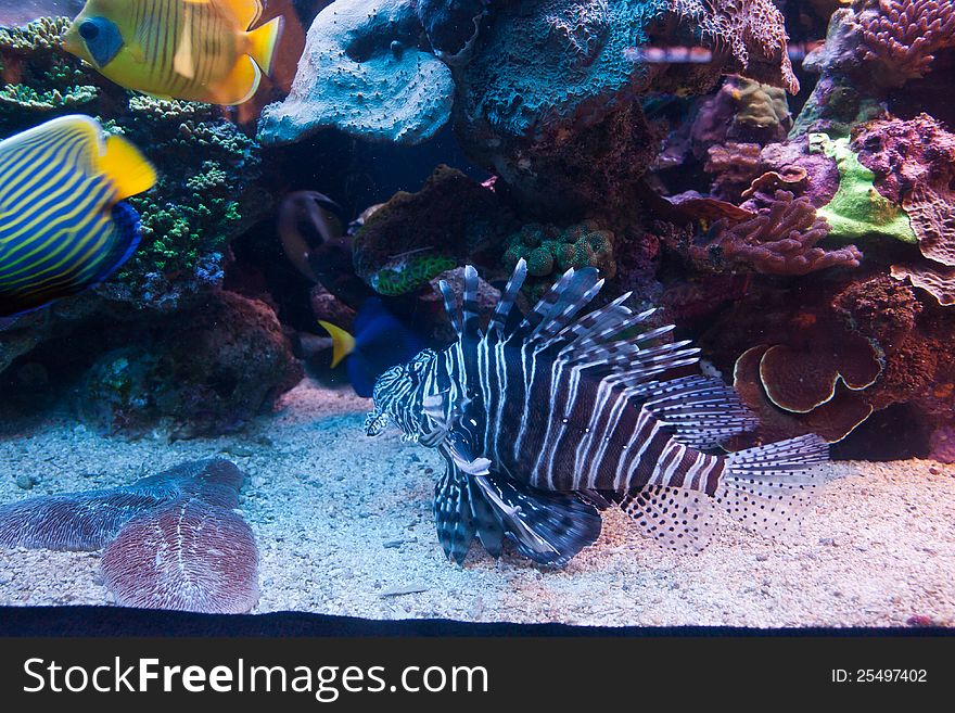 Tropical Lion fish Pterois volitans in the Red Sea reef. Tropical Lion fish Pterois volitans in the Red Sea reef