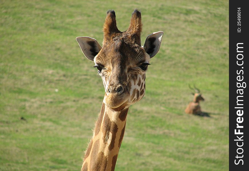 Curious looking giraffe with blurred green background. Curious looking giraffe with blurred green background