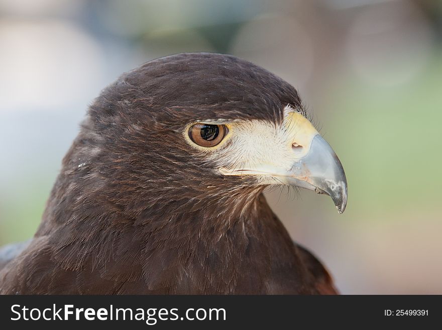 A closeup of a Harris hawk