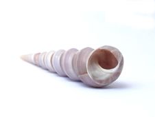 Shell. Royalty Free Stock Images