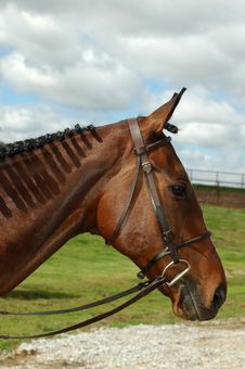 Horse With Braids Royalty Free Stock Photo