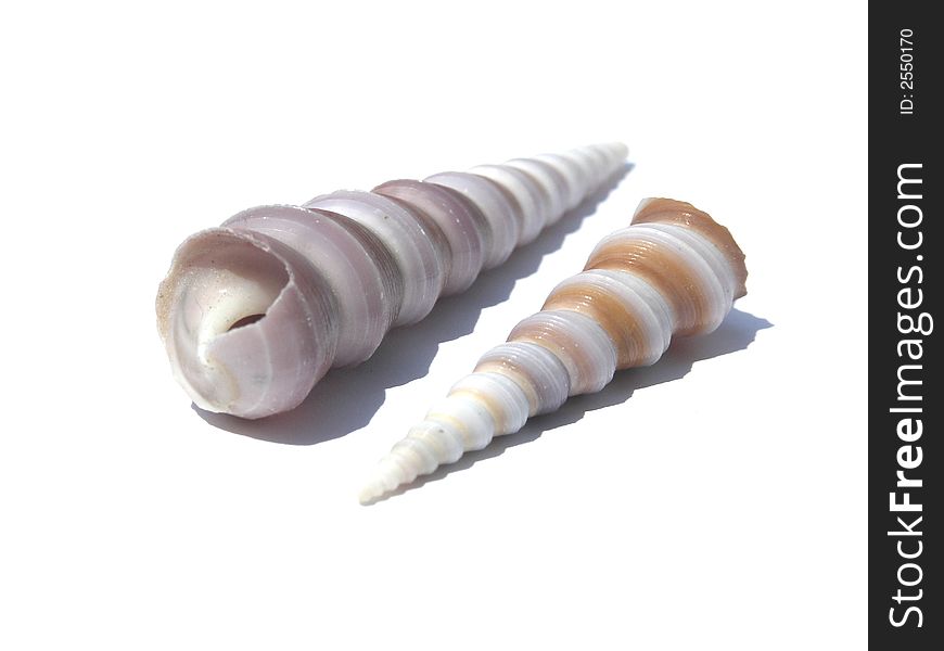 Two shells on white background. Two shells on white background.