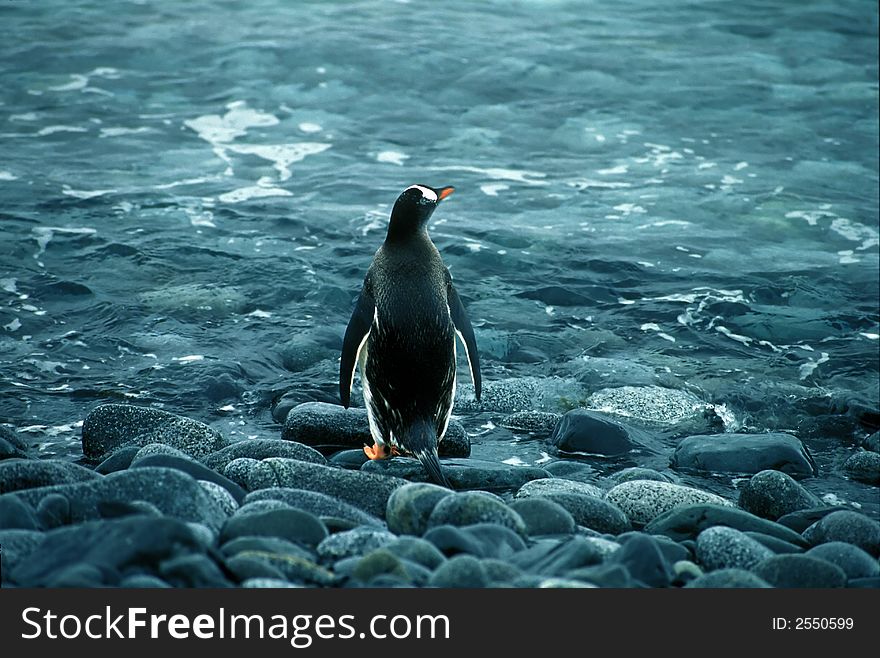 Gentoo penguin looking to a sea.