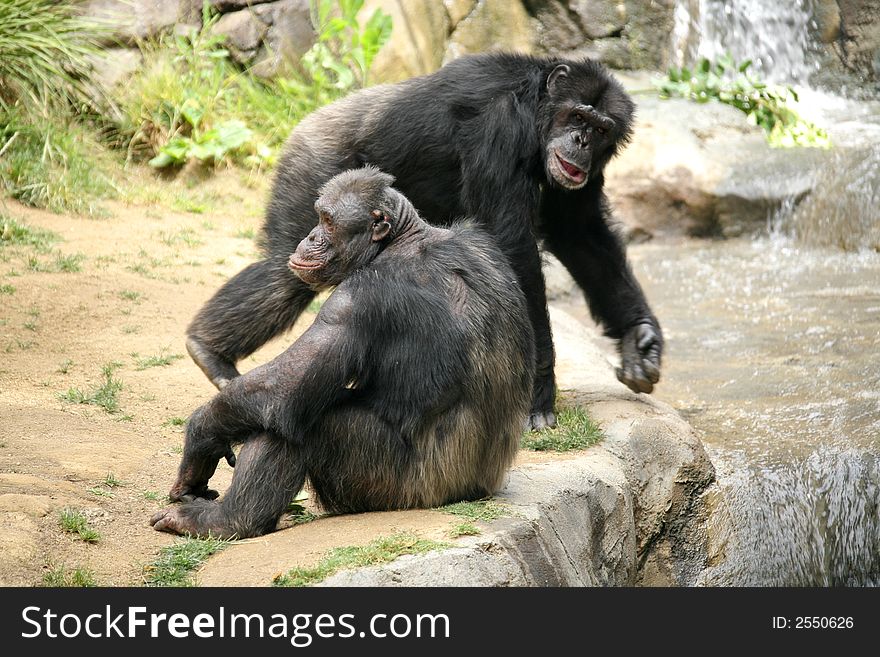 Chimpanzees Behaving Naturally in Their Captive Habitat. Chimpanzees Behaving Naturally in Their Captive Habitat