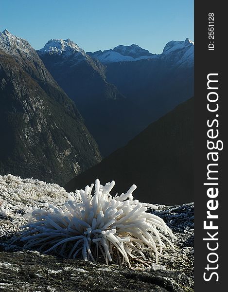 Milford track landscape