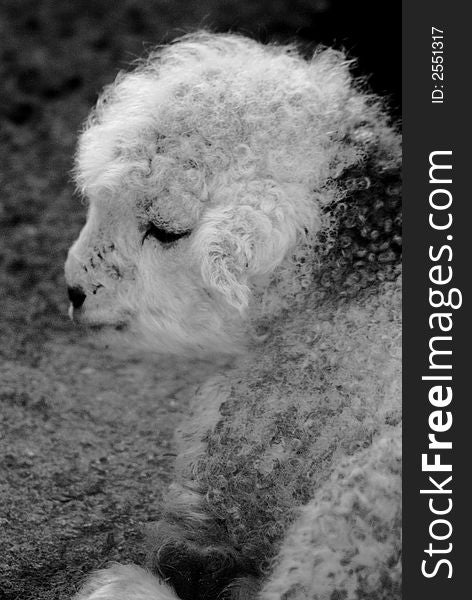 One beautifull baby sheep in Black and White.