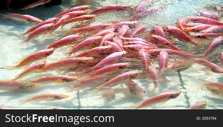 Many red fish image # location at the pools