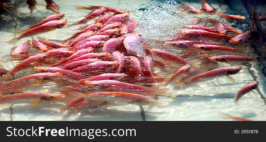 Many red fishs image on the pool