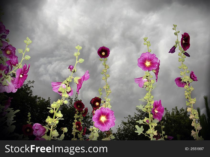 Storm clouds behind hollyhock flowers. Storm clouds behind hollyhock flowers.