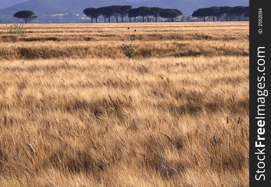 Wheat field landscape with trees in the background