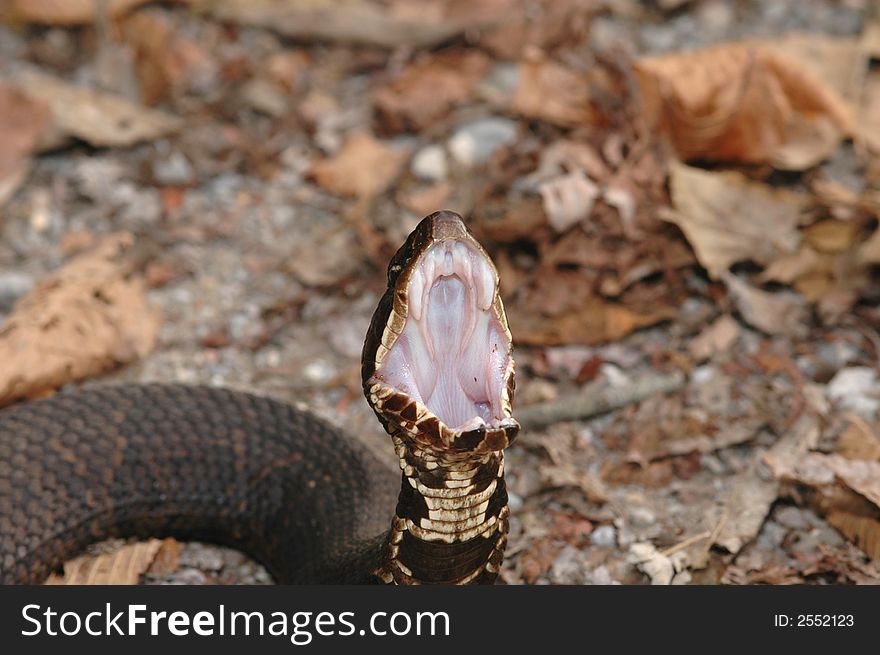 A cottonmouth snake displaying how it got the name cottonmouth. This is a defense display.