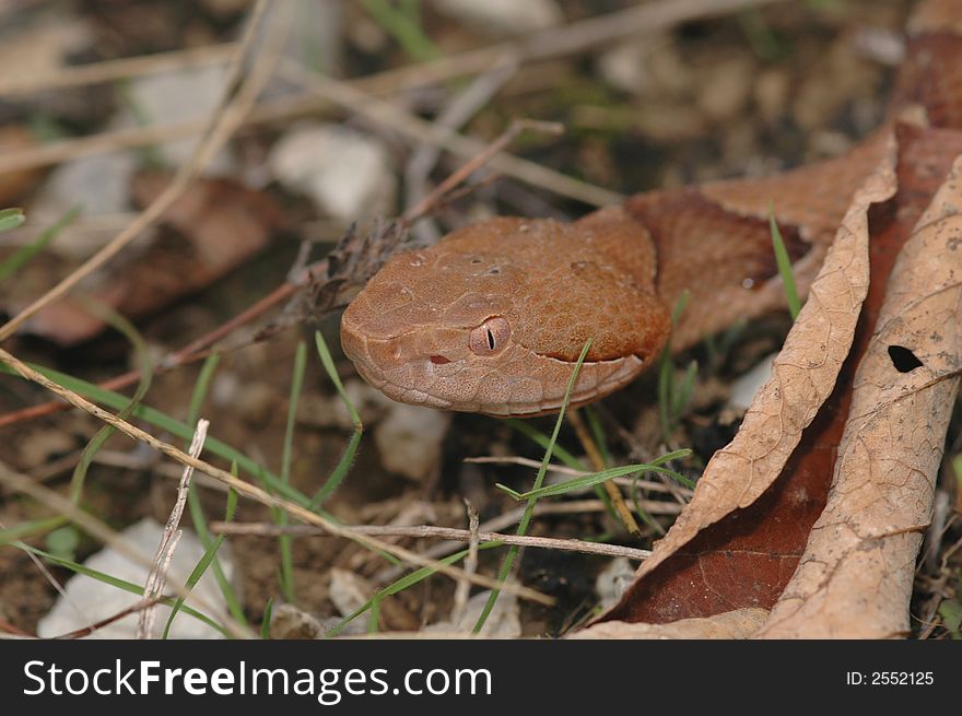 A copperhead snake crawls through the grass.