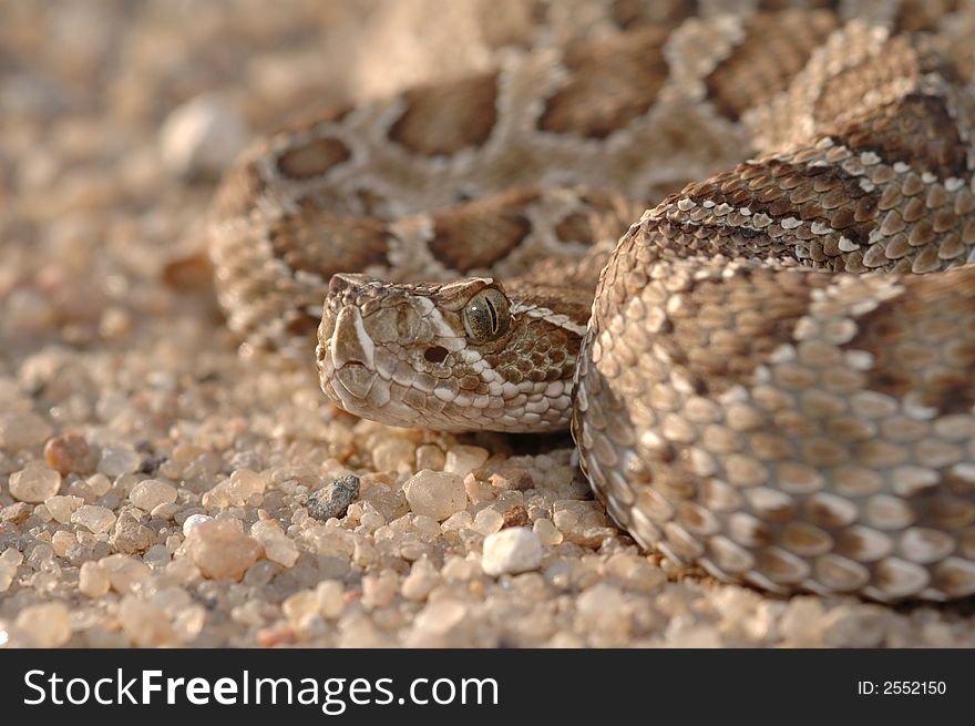 This prairie rattlesnake was found and photographed in the midwestern state of Kansas.