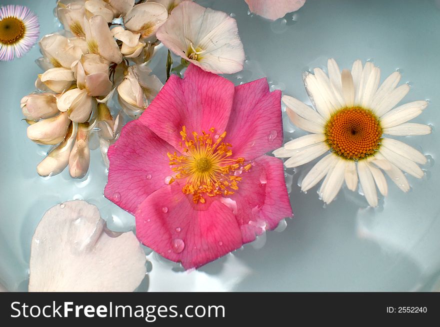 An image with various flowers in the water. An image with various flowers in the water