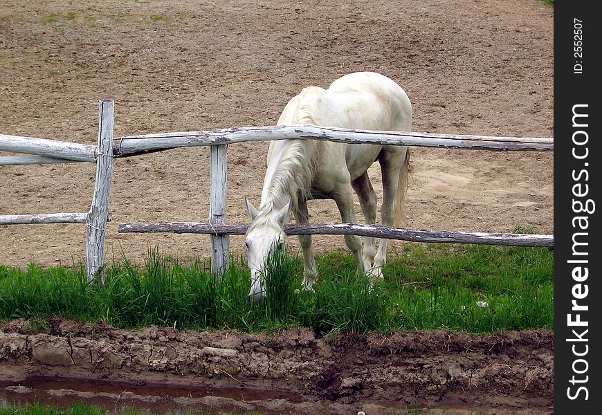 White horse behind wooden fence