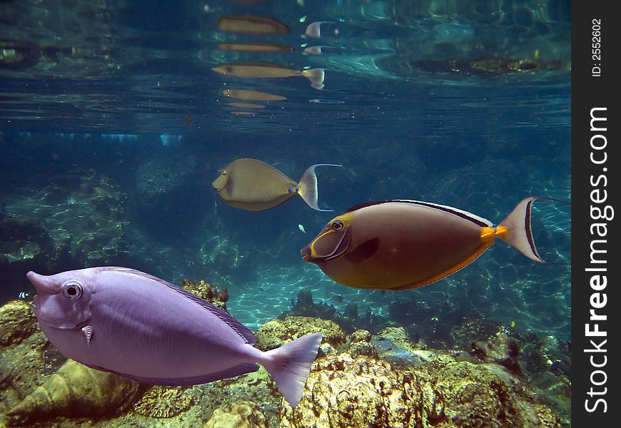 School of Unicornfish (Naso brevirostris) swimming over coral reef. School of Unicornfish (Naso brevirostris) swimming over coral reef.