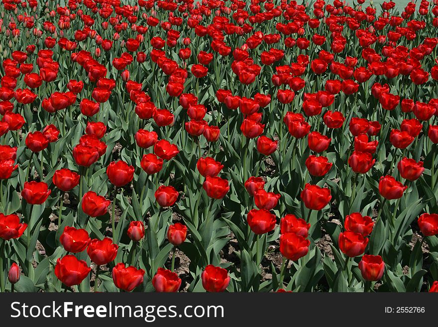 Many red tulips in the park