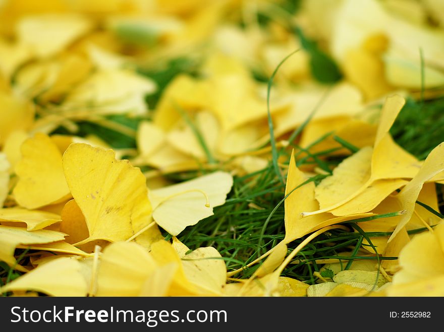 Falled leaves, yellow leafs, autumn. Falled leaves, yellow leafs, autumn