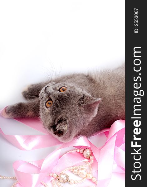 Grey kitty isolated on a white background