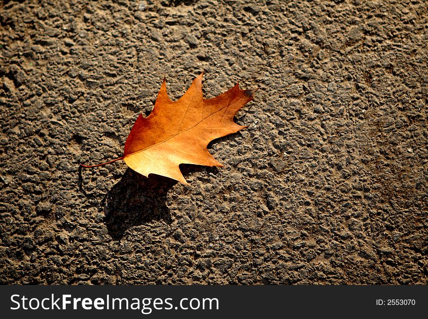 A red leaf on the ground. A red leaf on the ground