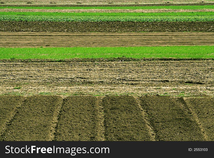 Lines on a agricultural fields. Lines on a agricultural fields