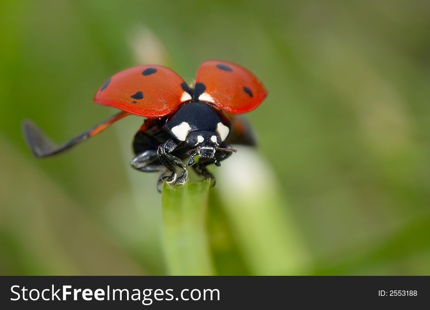 Macro photo of a lladybug on grass flapping its wings. Macro photo of a lladybug on grass flapping its wings