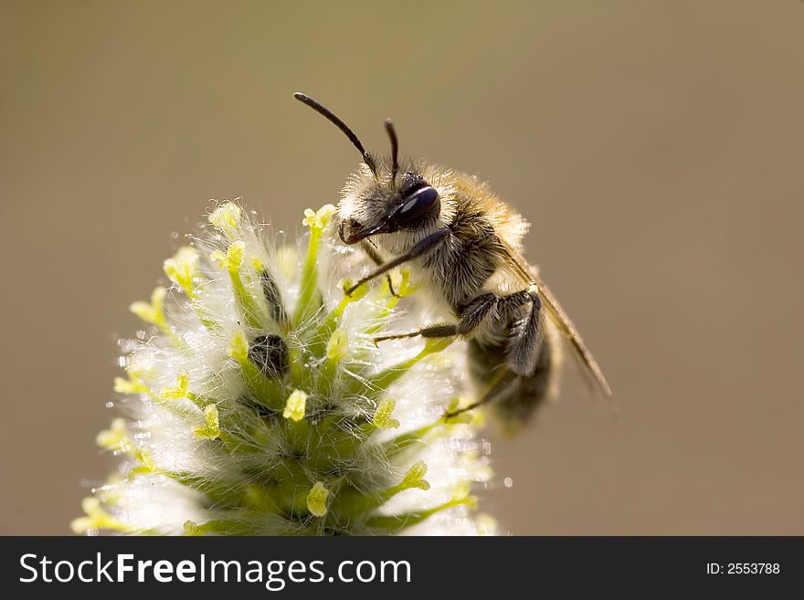 Bee and flower in sunlight on dark background. Bee and flower in sunlight on dark background