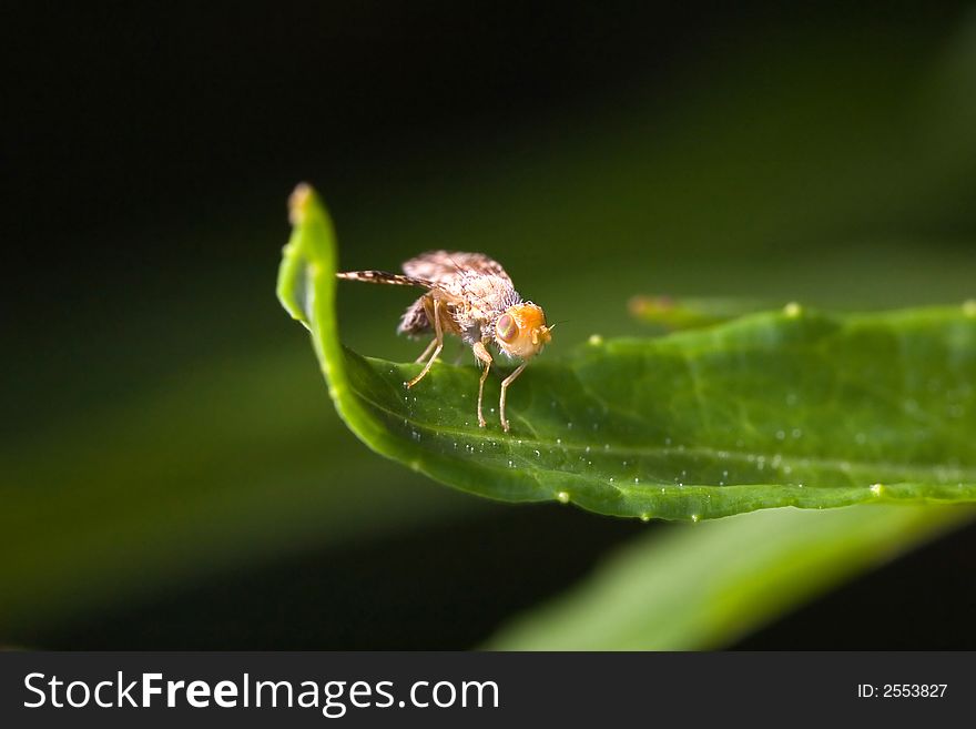 Small fly is sitting on green leaf