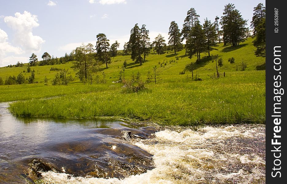 Pines, Grass And Rapids