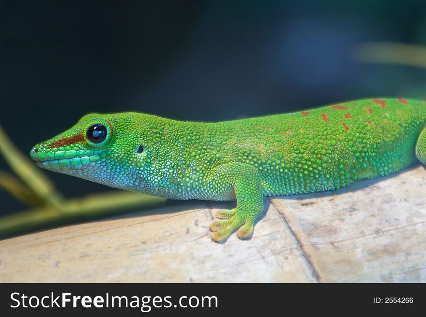 A giant Madagascar day gecko photographed in a zoo.